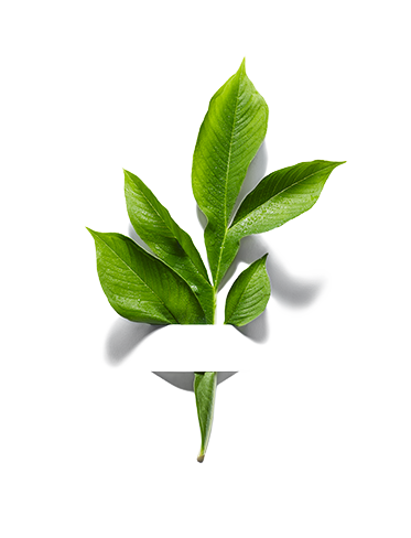 ingredient_konjac